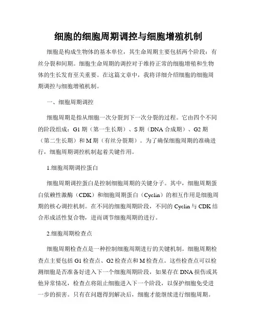 细胞的细胞周期调控与细胞增殖机制