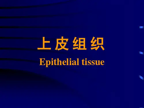 1-上皮组织解析