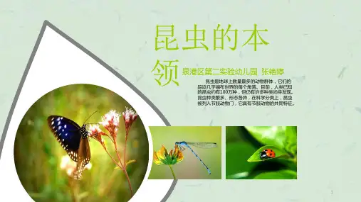 昆虫的本领课件