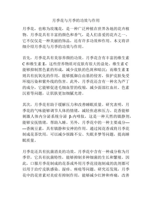 月季花与月季的功效与作用