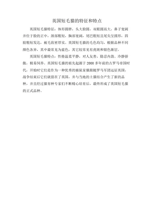 英国短毛猫的特征和特点