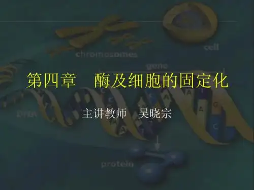 酶与细胞的固定化