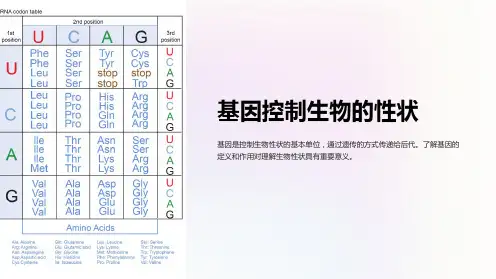 基因控制生物的性状
