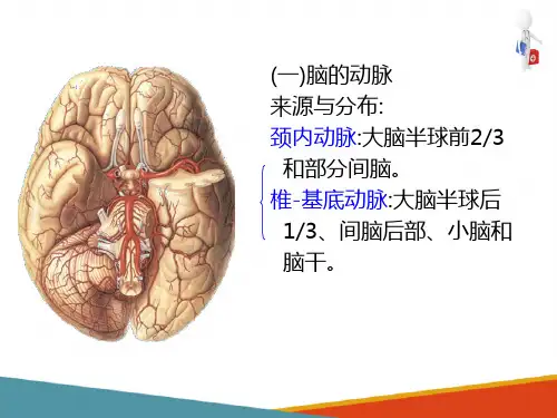 脑和脊髓的被膜、血管及脑脊液循环—脑和脊髓的血管(人体解剖学课件)