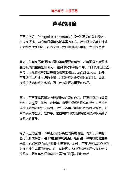 芦苇的用途