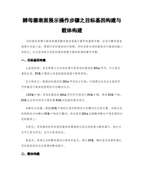 酵母菌表面展示操作步骤之目标基因构建与载体构建