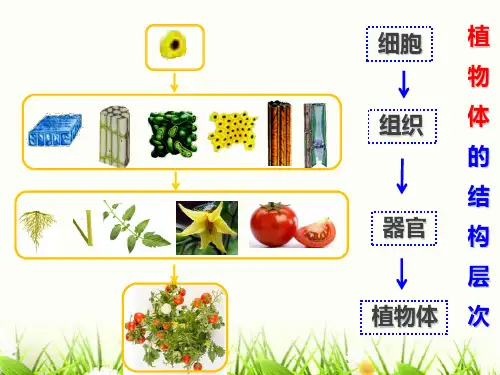 单细胞生物课件