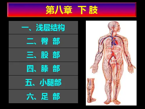 (局部解剖学)第八章、下肢