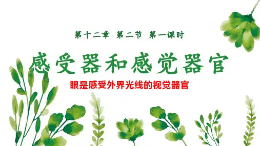 感受器和感觉器官(第1课时)课件(共24张PPT)北师大版生物七年级下册
