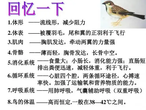 【初中生物】空中飞行的动物PPT课件28