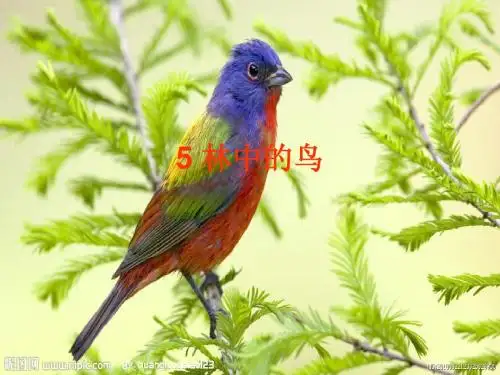 鄂教版科学五年级上册 5 林中的鸟