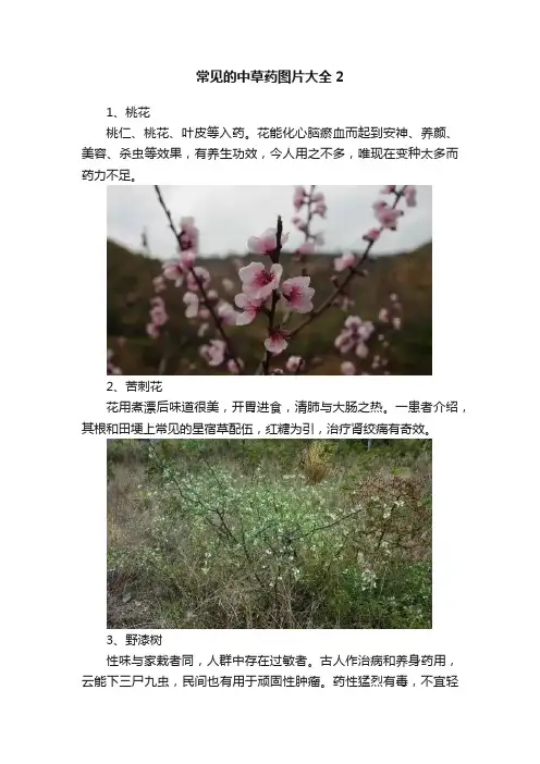 常见的中草药图片大全2