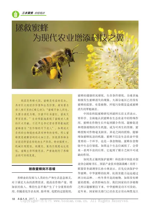 拯救蜜蜂　为现代农业增添科技之翼