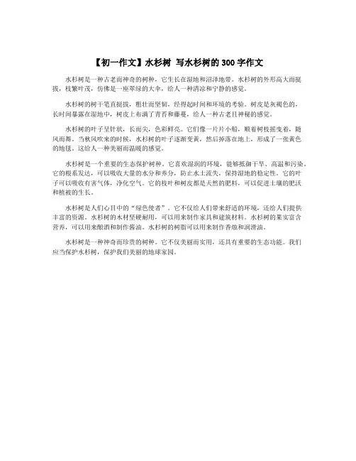 【初一作文】水杉树 写水杉树的300字作文