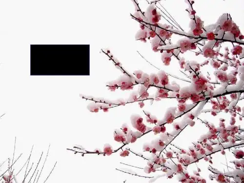 二年级语文上册梅花ppt课件3语文S版