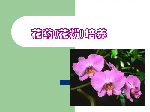 【生物技术】第六讲(3)花药(花粉)培养技术(精)