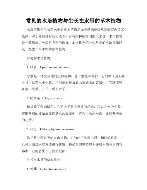 常见的水培植物与生长在水里的草本植物