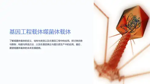 基因工程载体噬菌体载体