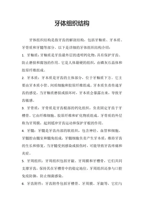 牙体组织结构