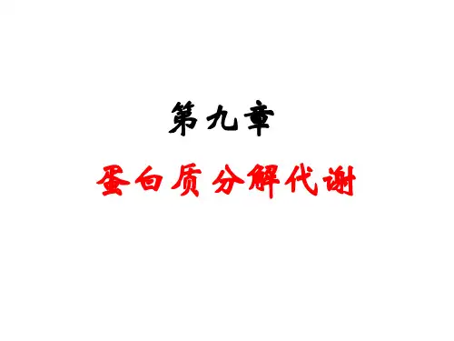 蛋白质分解代谢PPT课件