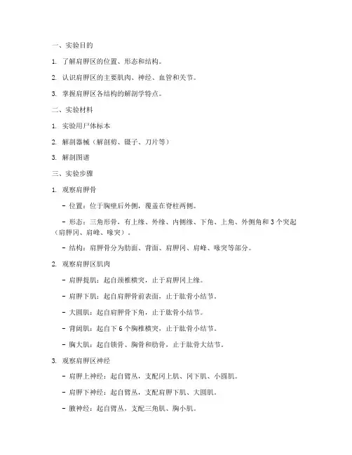 肩胛区解剖实验报告