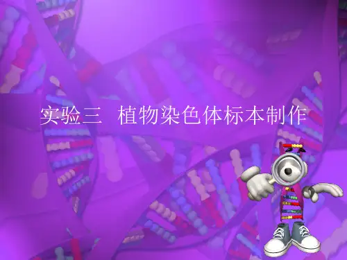 实验三植物染色体标本制作