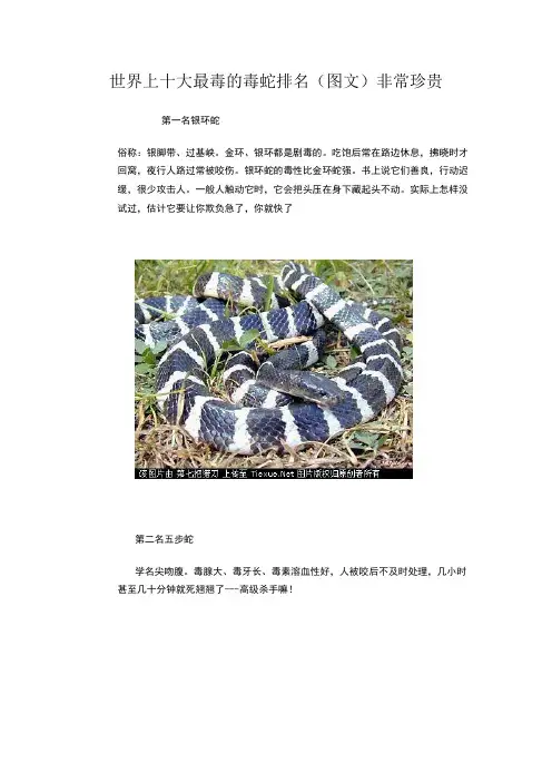 世界上十大最毒的毒蛇排名