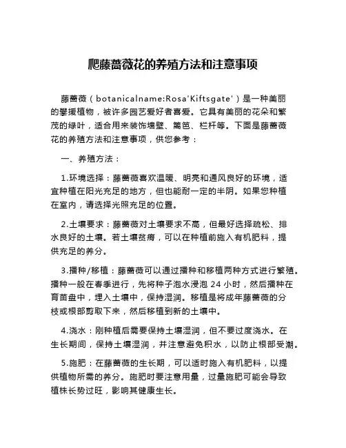 爬藤蔷薇花的养殖方法和注意事项