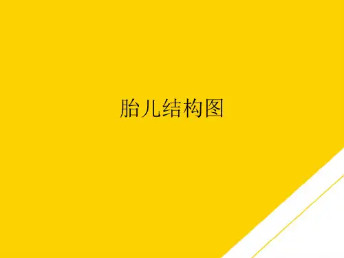 胎儿结构图(最全版)PTT文档
