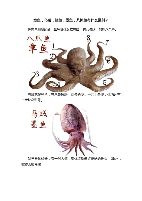 章鱼，乌贼，鱿鱼，墨鱼，八抓鱼有什么区别？