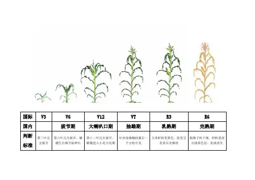 玉米的生育时期