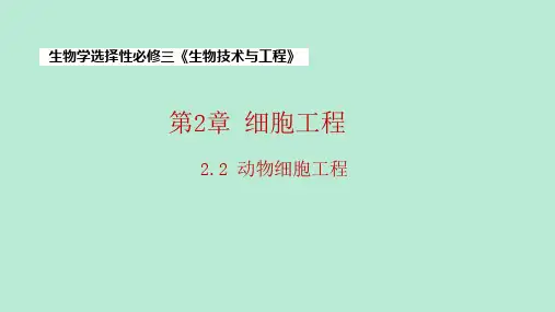 【课件】动物细胞工程  课件 高二下学期生物人教版选择性必修3