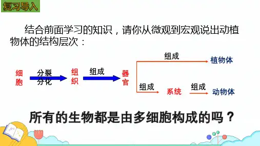2.2.4+单细胞生物课件2024-2025学年人教版生物七年级上册