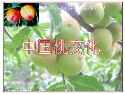 04 桃文化