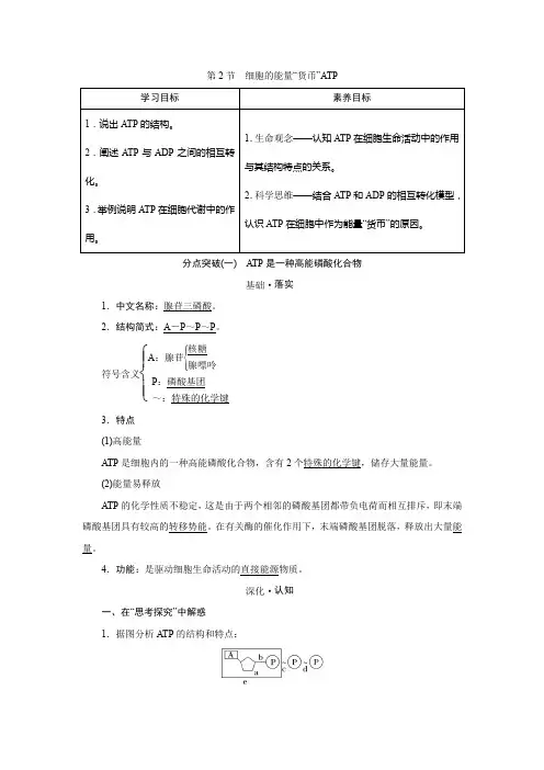 2022-2023 学年 人教版 必修一  细胞的能量“货币”ATP 教案