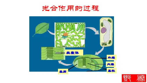 人教版必修一生物课件--5.4光合作用的过程(共11张PPT)优秀课件资料