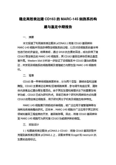 稳定高效表达猪CD163的MARC-145细胞系的构建与鉴定中期报告