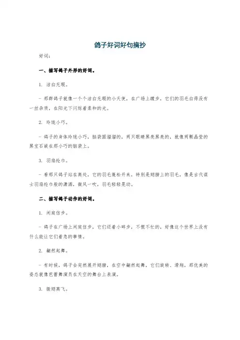 鸽子好词好句摘抄