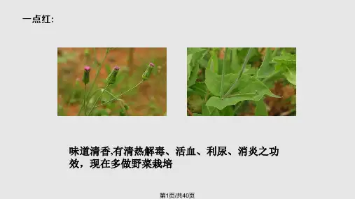 常见可食用植物PPT课件