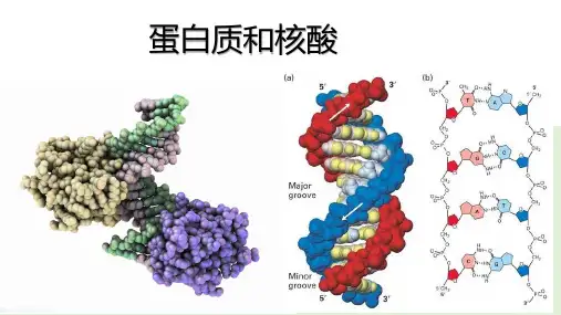 蛋白质和核酸