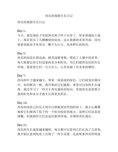 西瓜的观察生长日记