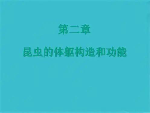 昆虫的身体构造和功能(共97张PPT)