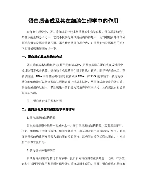 蛋白质合成及其在细胞生理学中的作用