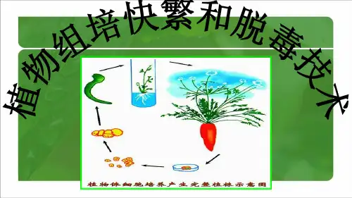 7.3植物组培快繁和脱毒技术