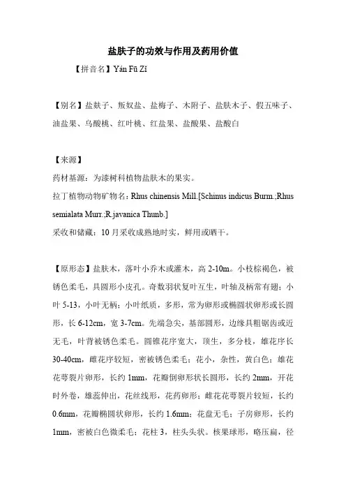 盐肤子的功效与作用及药用价值