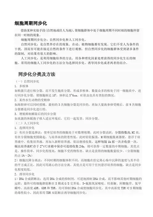 细胞周期同步化