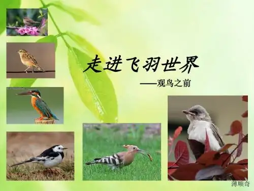 走进飞羽世界