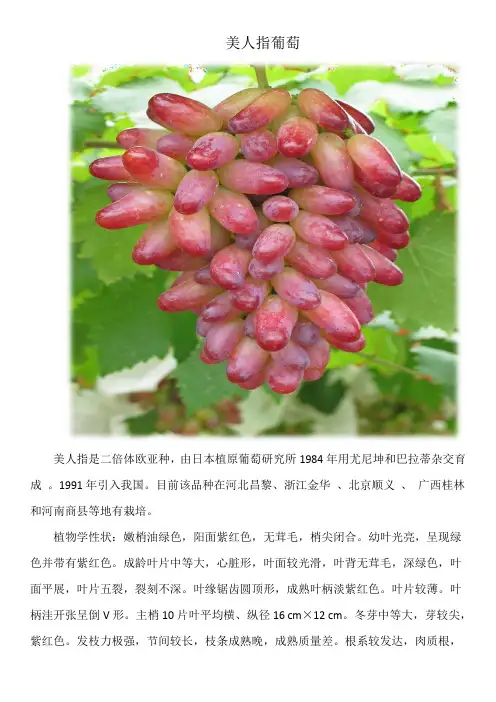 美人指