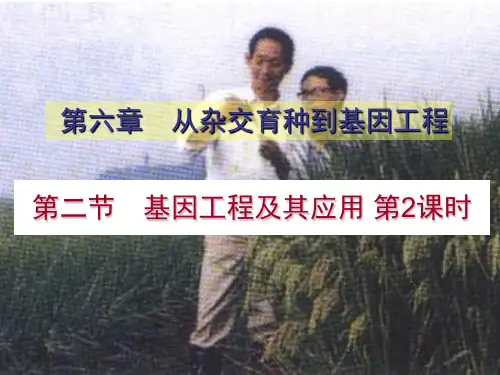 高中生物必修二课件-6.2 基因工程及其应用3-人教版