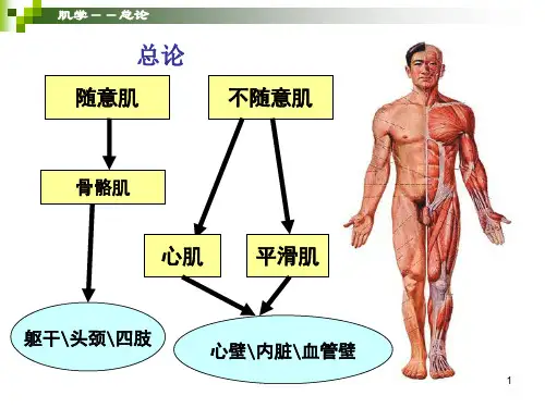 肌学ppt课件